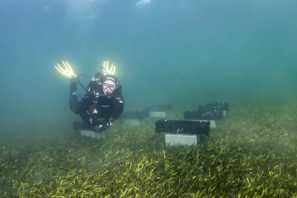 Ostras para regenerar el Mar Menor